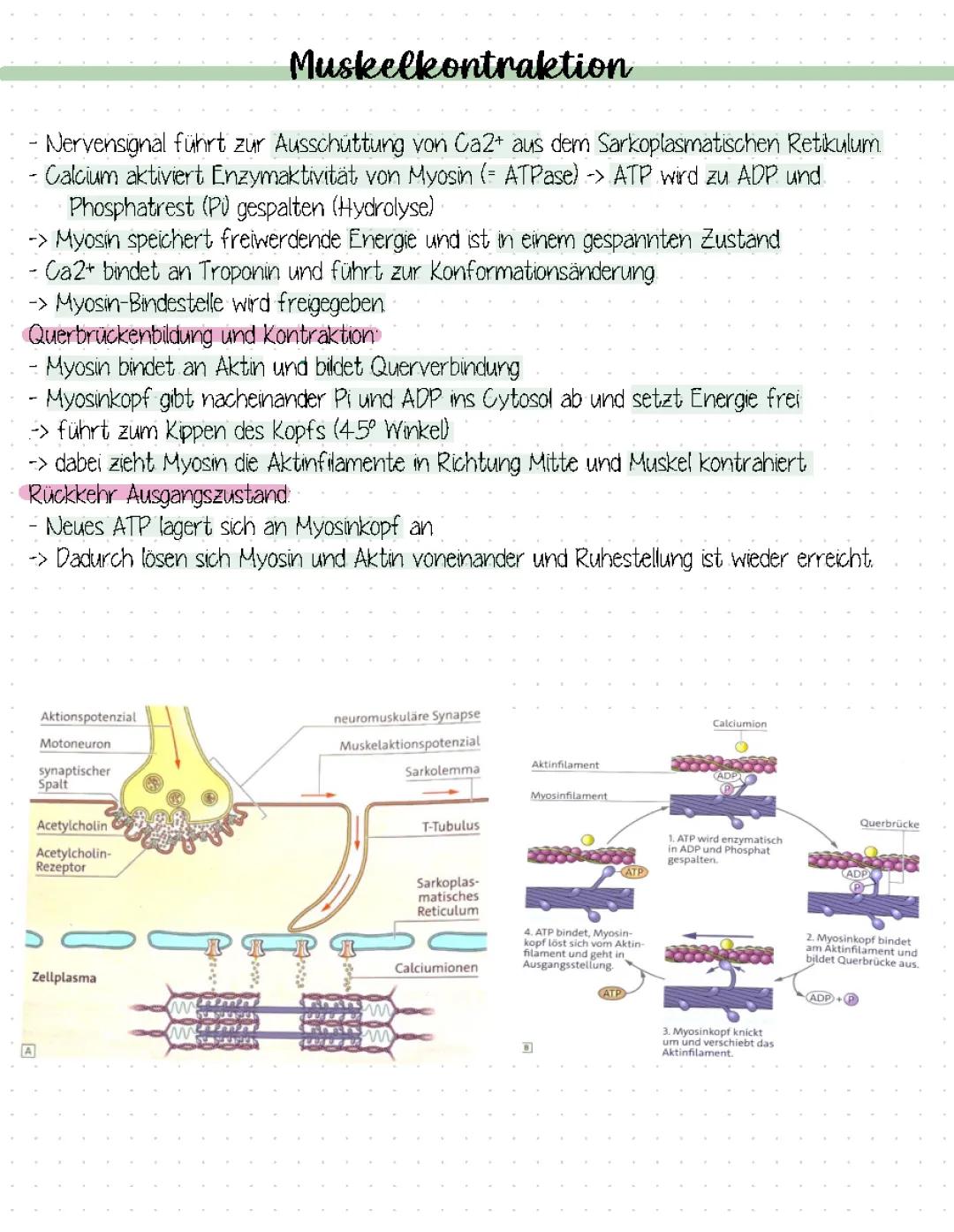 Muskelkontraktion einfach erklärt: Aktin, Myosin und der Querbrückenzyklus für Kinder