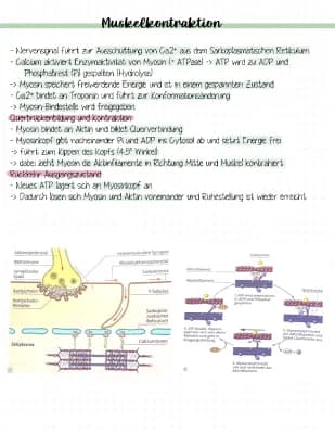 Know Muskelkontraktion thumbnail