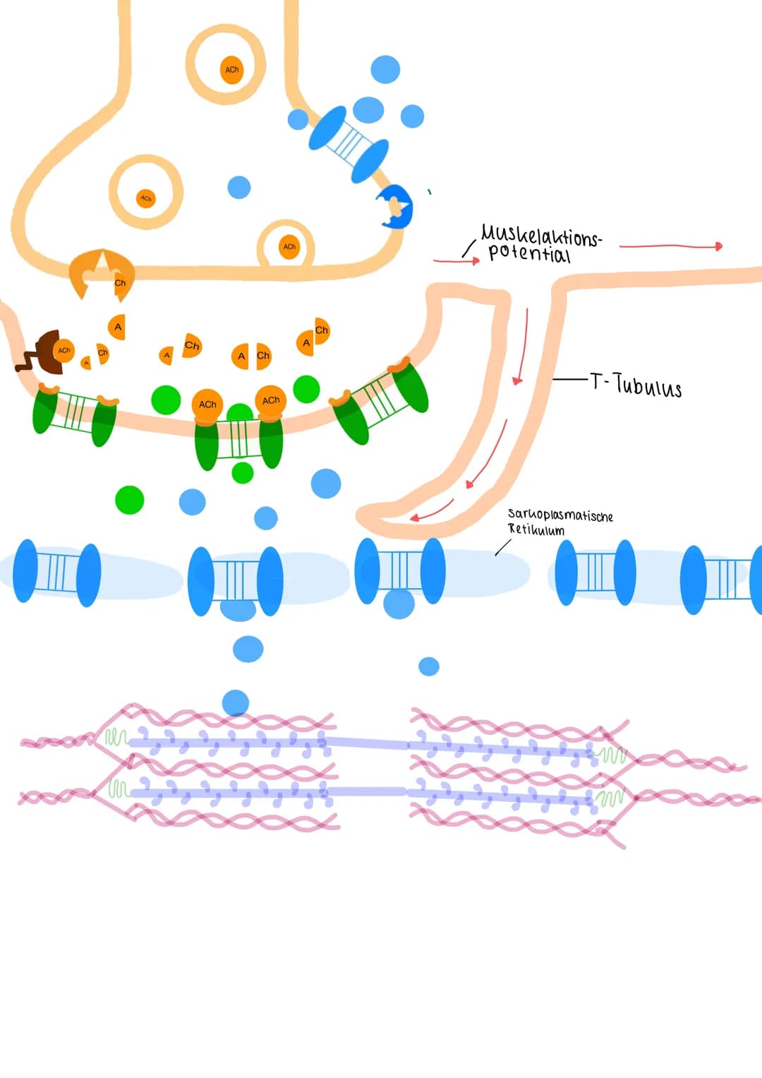 - Nervensignal führt zur Ausschüttung von Ca2+ aus dem Sarkoplasmatischen Retikulum
- Calcium aktiviert Enzymaktivität von Myosin (= ATPase)