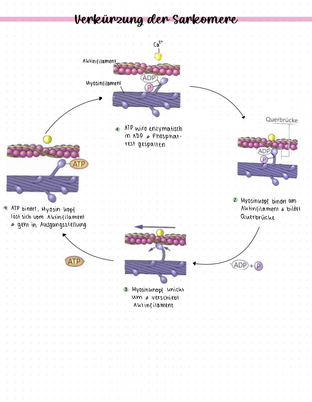 - Nervensignal führt zur Ausschüttung von Ca2+ aus dem Sarkoplasmatischen Retikulum
- Calcium aktiviert Enzymaktivität von Myosin (= ATPase)