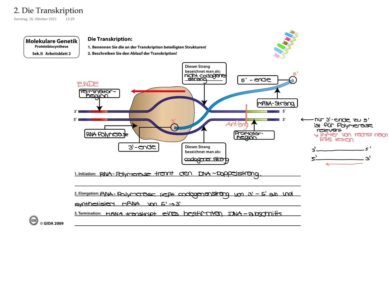 2. Die Transkription
Samstag, 16. Oktober 2021 13:29
Molekulare Genetik
Proteinbiosynthese
Sek.ll Arbeitsblatt 2
ⒸGIDA 2009
5'
Die Transkrip