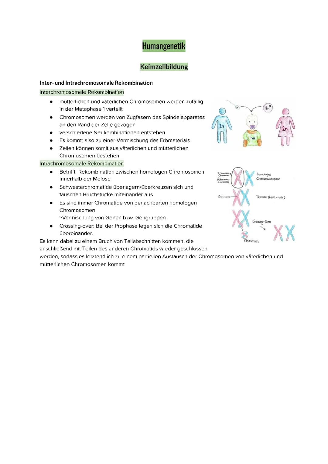 Inter- und Intrachromosomale Rekombination einfach erklärt - Meiose, Mitose und Crossing over