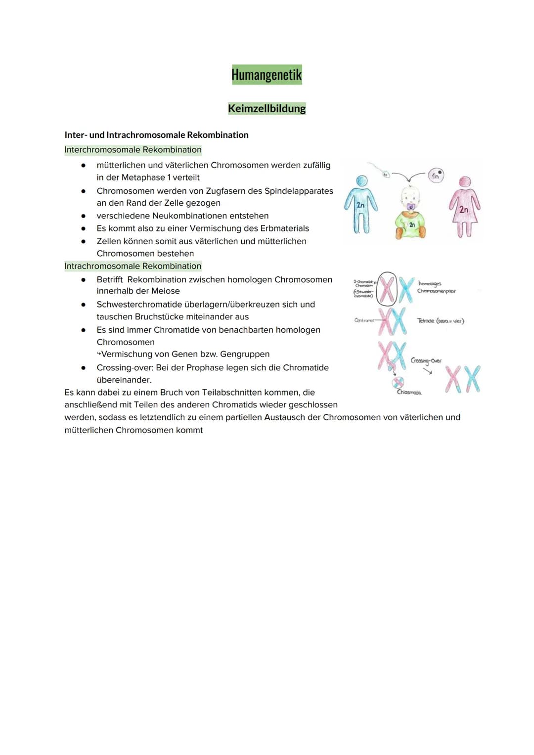Humangenetik
Keimzellbildung
Inter- und Intrachromosomale Rekombination
Interchromosomale Rekombination
mütterlichen und väterlichen Chromos