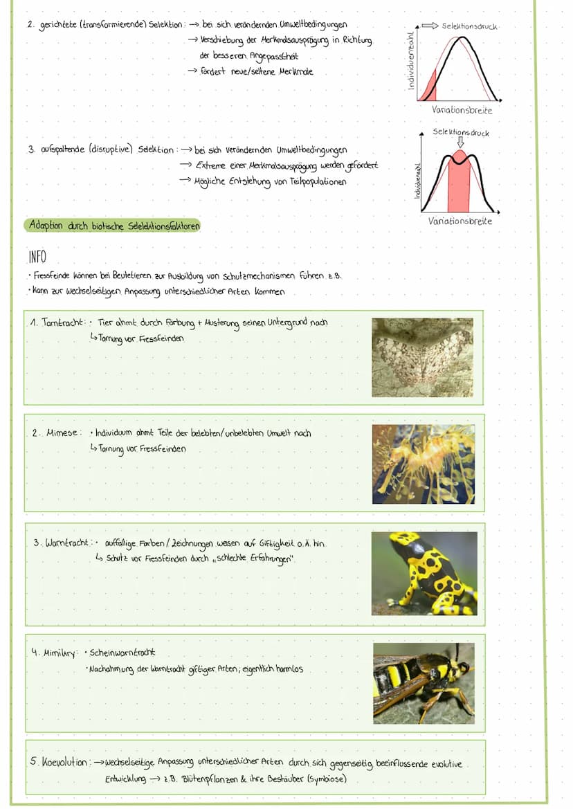 Art begriff
1. morphologischer Artbegriff. (Carl von Linné.)
→wesentliche Merkmale gemeinsam
→ äußeres Erscheinungsbild
2. biologischer Artb