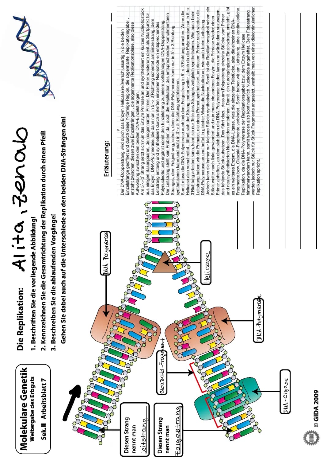 DNA-Replikation einfach erklärt: Ablauf, Enzyme und Unterschiede