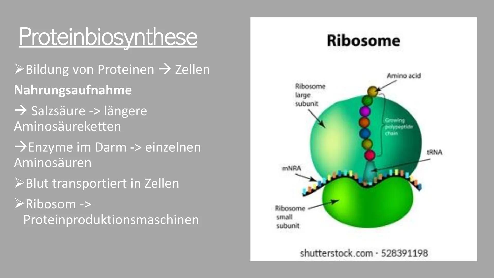 300
Die Proteine
2
Ein Referat von Jana, Sophie, Luca und Leonard the
Was euch heute erwartet
Was ist eine
Aminosäure?
Was sind Proteine?
Au