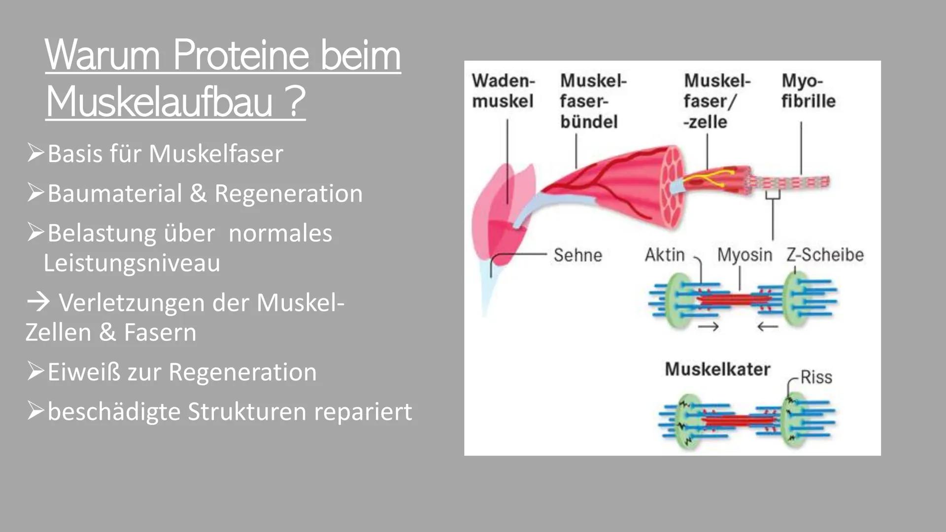 300
Die Proteine
2
Ein Referat von Jana, Sophie, Luca und Leonard the
Was euch heute erwartet
Was ist eine
Aminosäure?
Was sind Proteine?
Au