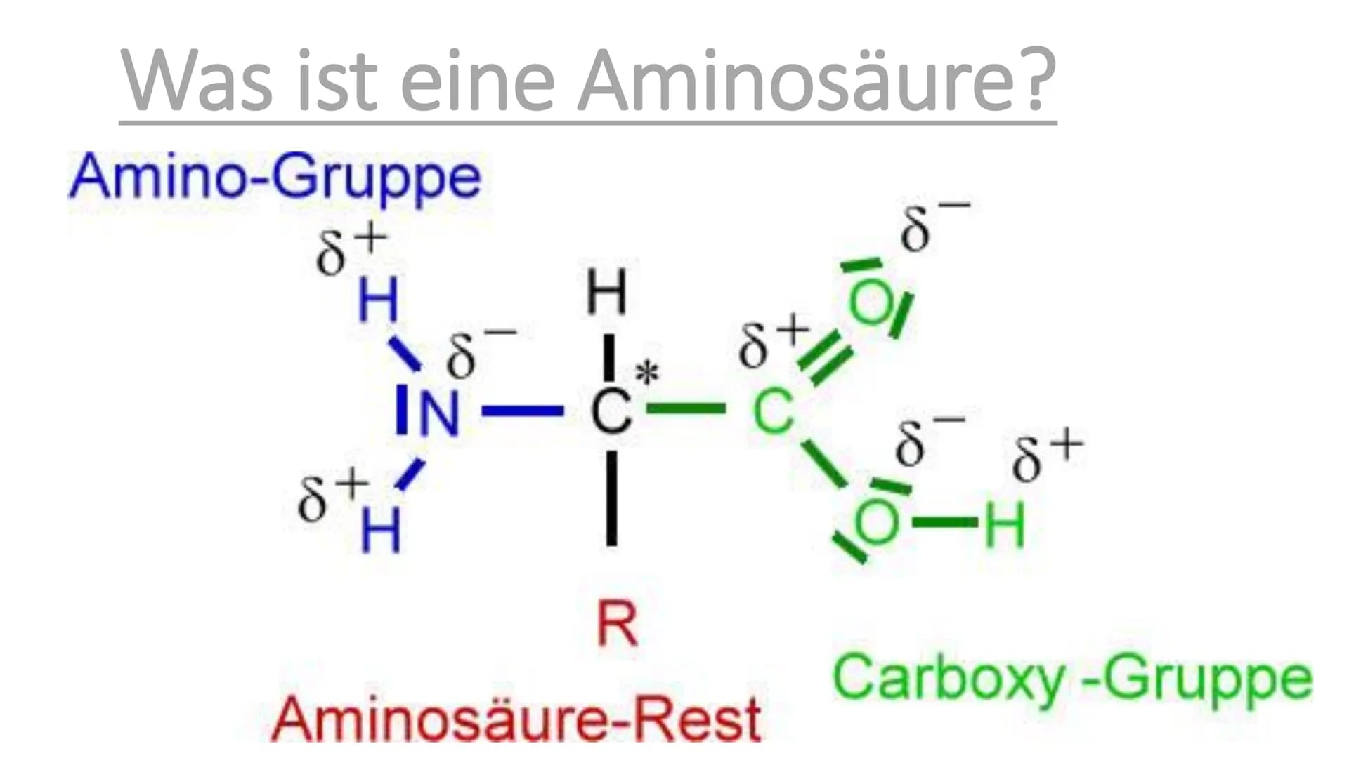 300
Die Proteine
2
Ein Referat von Jana, Sophie, Luca und Leonard the
Was euch heute erwartet
Was ist eine
Aminosäure?
Was sind Proteine?
Au