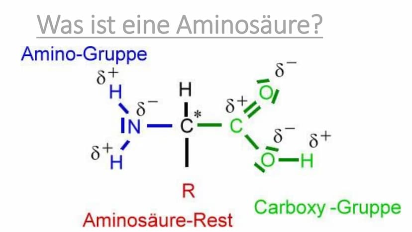 300
Die Proteine
2
Ein Referat von Jana, Sophie, Luca und Leonard the
Was euch heute erwartet
Was ist eine
Aminosäure?
Was sind Proteine?
Au