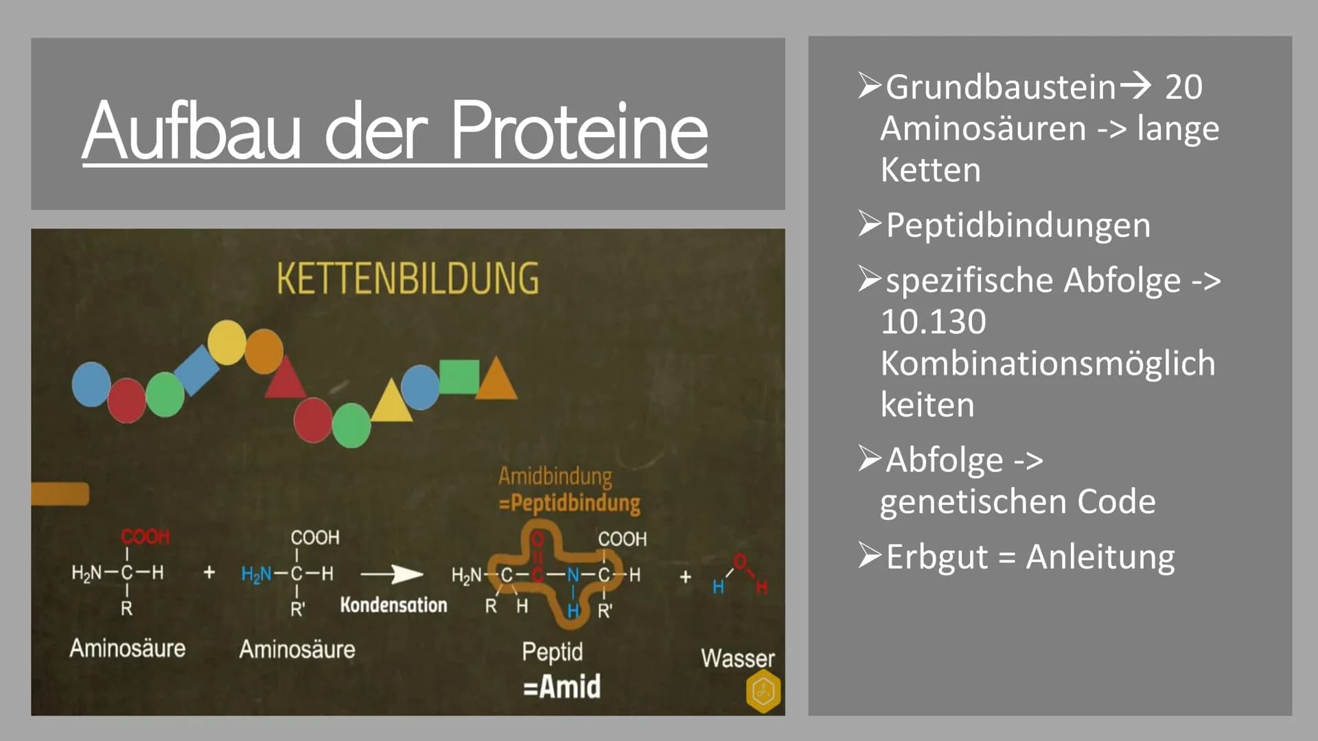 300
Die Proteine
2
Ein Referat von Jana, Sophie, Luca und Leonard the
Was euch heute erwartet
Was ist eine
Aminosäure?
Was sind Proteine?
Au