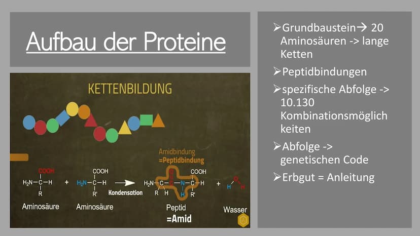 300
Die Proteine
2
Ein Referat von Jana, Sophie, Luca und Leonard the
Was euch heute erwartet
Was ist eine
Aminosäure?
Was sind Proteine?
Au