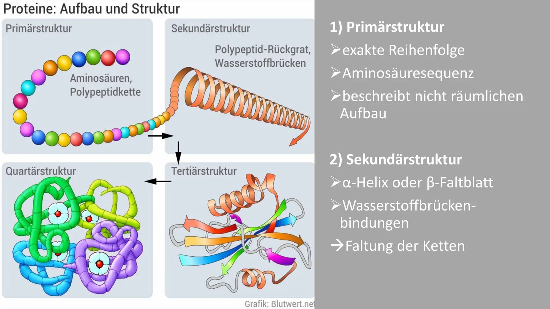 300
Die Proteine
2
Ein Referat von Jana, Sophie, Luca und Leonard the
Was euch heute erwartet
Was ist eine
Aminosäure?
Was sind Proteine?
Au