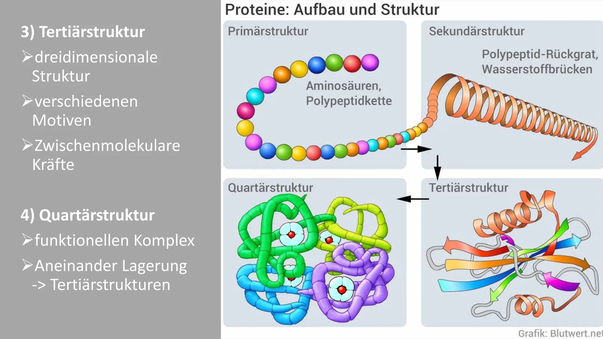 300
Die Proteine
2
Ein Referat von Jana, Sophie, Luca und Leonard the
Was euch heute erwartet
Was ist eine
Aminosäure?
Was sind Proteine?
Au