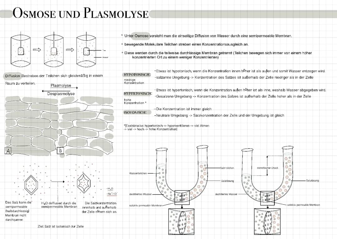 Plasmolyse und Deplasmolyse: Einfach Erklärt mit Zwiebelbeispiel