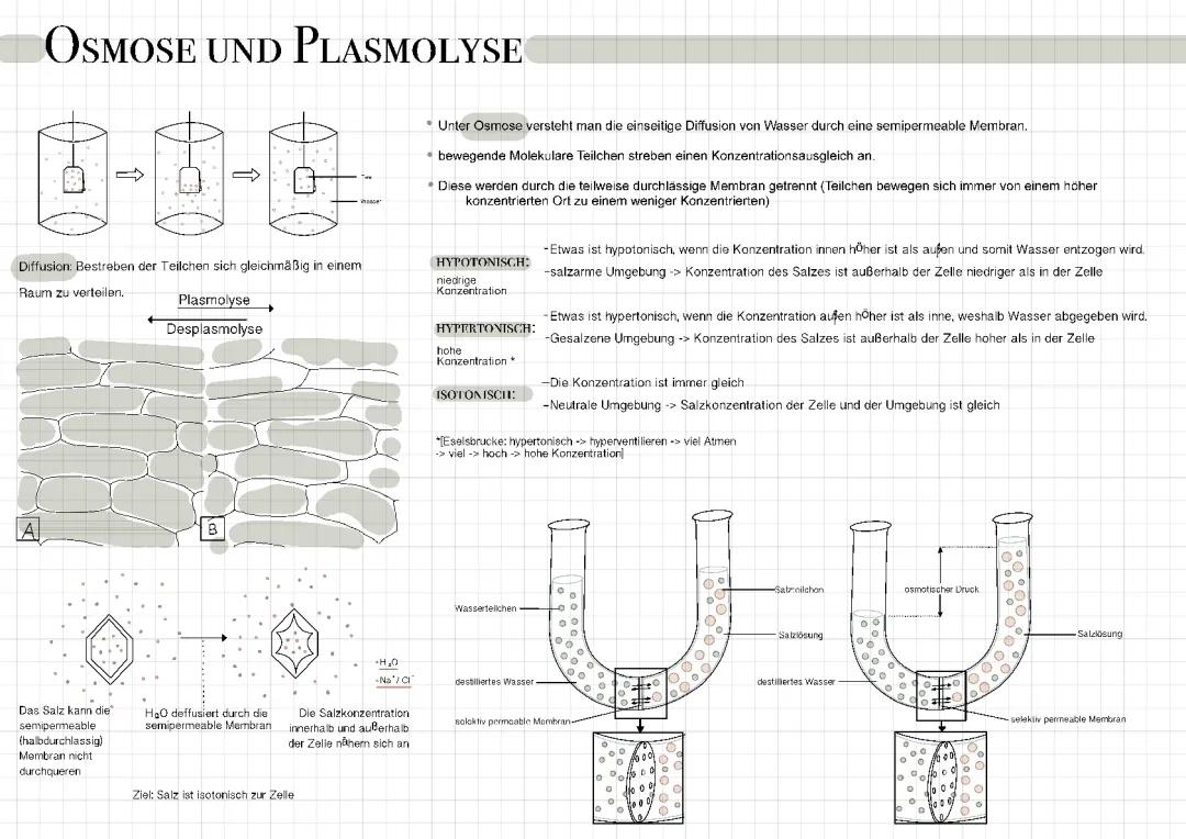 Plasmolyse und Deplasmolyse: Einfach Erklärt mit Zwiebelbeispiel