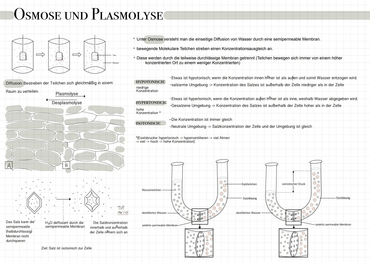 OSMOSE UND PLASMOLYSE
Új-g
Diffusion: Bestreben der Teilchen sich gleichmäßig in einem
Raum zu verteilen.
A
Das Salz kann die
semipermeable

