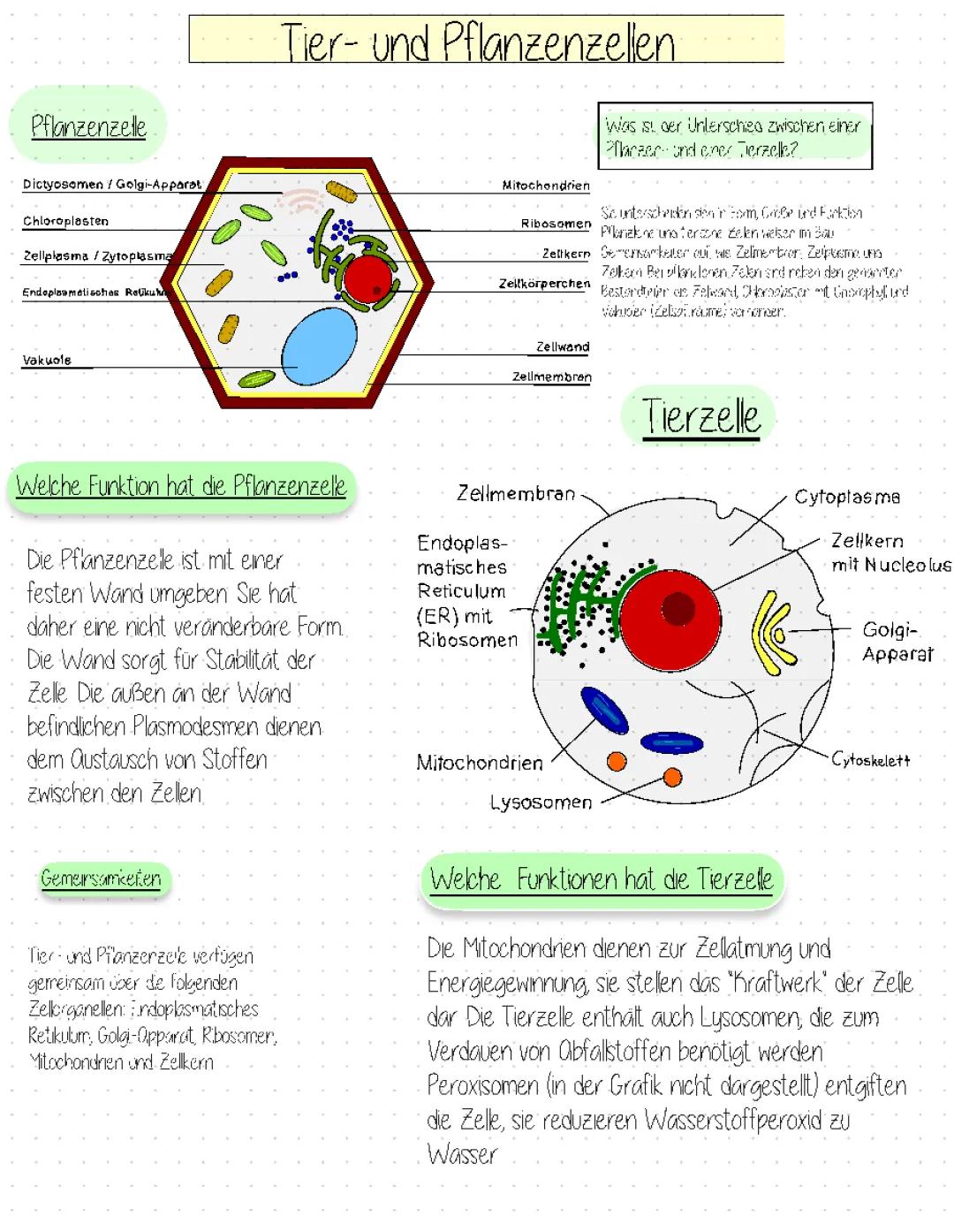  Tierzelle und Pflanzenzelle 