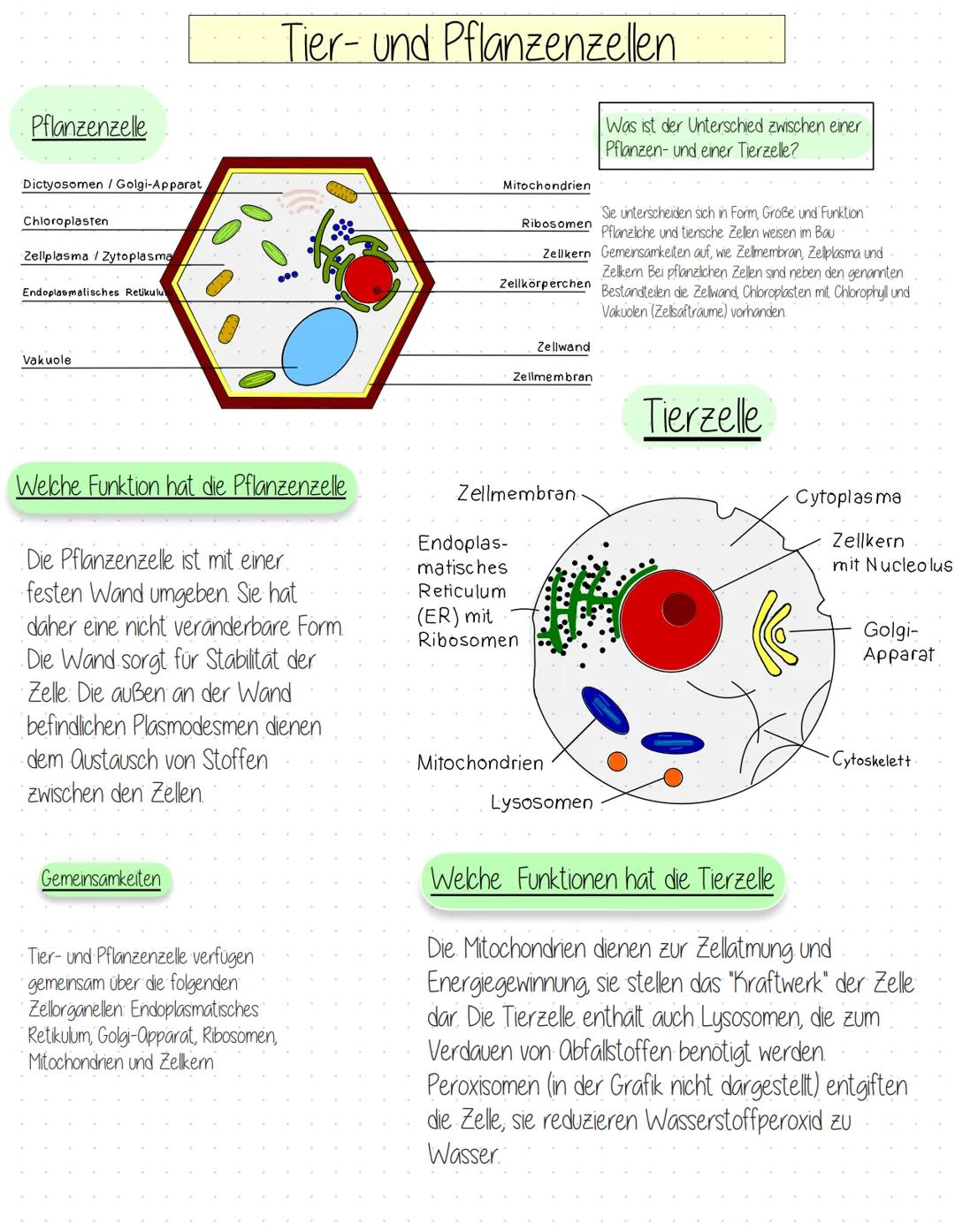 Pflanzenzelle
Dictyosomen / Golgi-Apparat
Chloroplasten
Zellplasma / Zytoplasma
Endoplasmatisches Retikulu
Vakuole
Tier- und Pflanzenzellen
