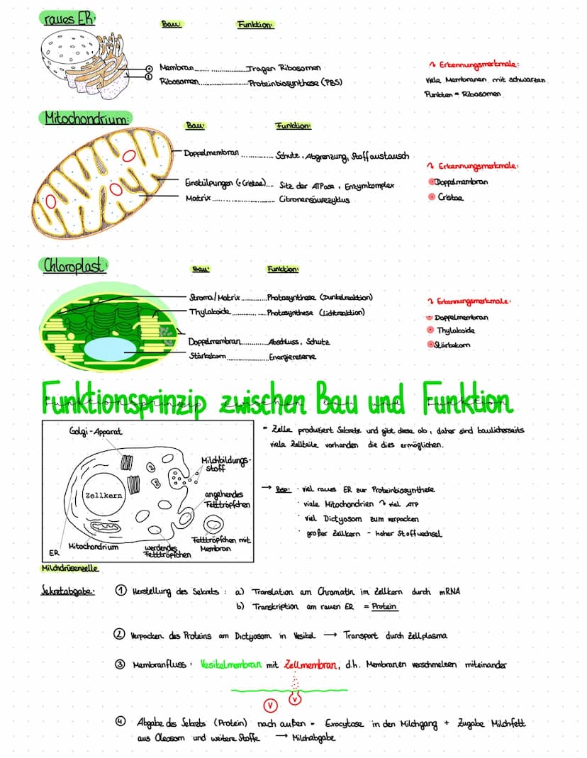 Bewegung Stoffwechsel •Evolution.
Bewegung
aus eigener Kraft bewegen
Hund:
rennen, springen
Pflanze: drehen Bläter eum Licht
Stoffwechsel
KE