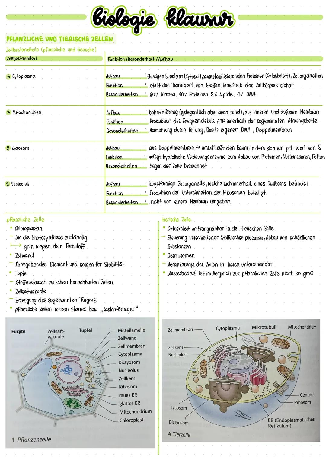 LEBEWESEN
Merkmale des Lebens bzw. Basiskonzept.
• Struktur und Funktionen.
Kompartimentierung
•
• Lebewesen bestehen aus Zellen / Zelle Ein