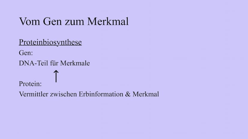 Genetik
XXX
X Feinbau Chromosomen  MAN
2 Einzelstränge: DNA Doppelhelix Seil: abwechselnd
Phosphorsäure,
Zuckerbaustein
Base
Bestandteile DN