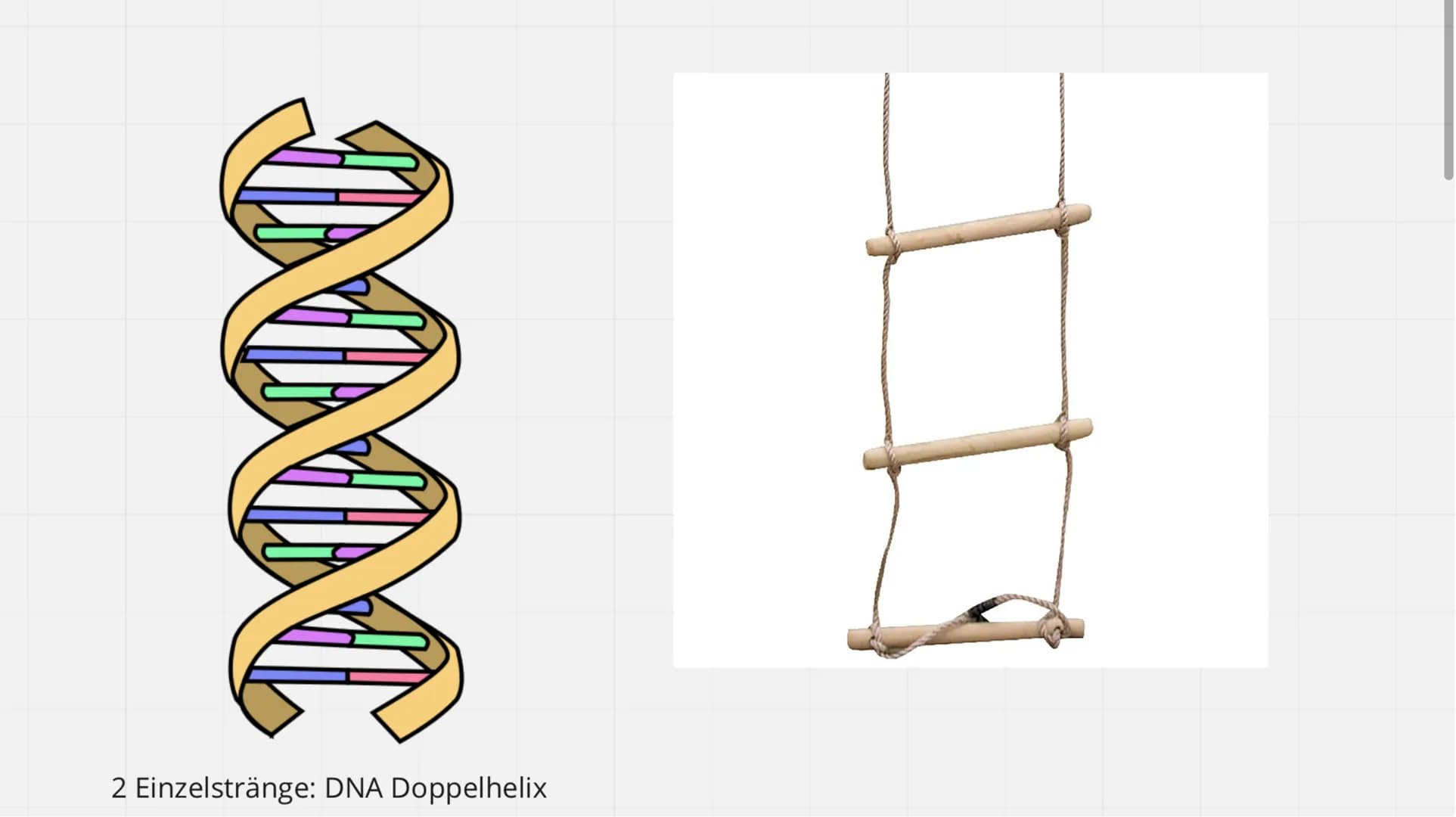 Genetik
XXX
X Feinbau Chromosomen  MAN
2 Einzelstränge: DNA Doppelhelix Seil: abwechselnd
Phosphorsäure,
Zuckerbaustein
Base
Bestandteile DN