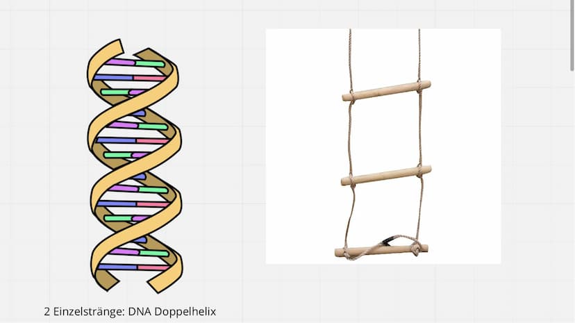 Genetik
XXX
X Feinbau Chromosomen  MAN
2 Einzelstränge: DNA Doppelhelix Seil: abwechselnd
Phosphorsäure,
Zuckerbaustein
Base
Bestandteile DN
