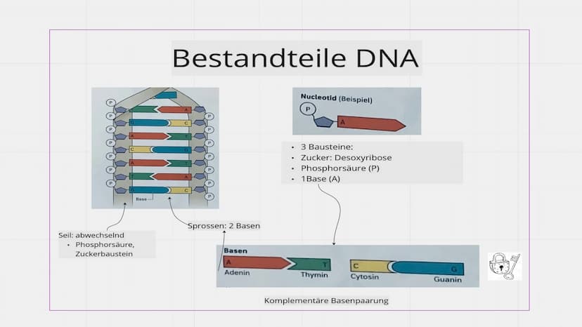 Genetik
XXX
X Feinbau Chromosomen  MAN
2 Einzelstränge: DNA Doppelhelix Seil: abwechselnd
Phosphorsäure,
Zuckerbaustein
Base
Bestandteile DN