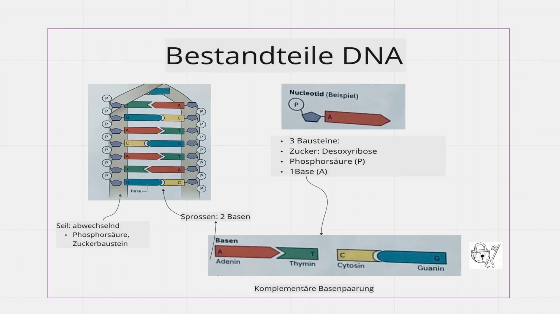 Genetik
XXX
X Feinbau Chromosomen  MAN
2 Einzelstränge: DNA Doppelhelix Seil: abwechselnd
Phosphorsäure,
Zuckerbaustein
Base
Bestandteile DN