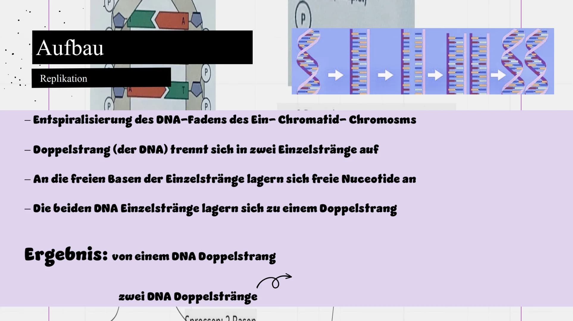 Genetik
XXX
X Feinbau Chromosomen  MAN
2 Einzelstränge: DNA Doppelhelix Seil: abwechselnd
Phosphorsäure,
Zuckerbaustein
Base
Bestandteile DN