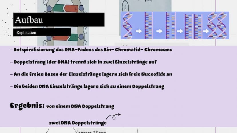 Genetik
XXX
X Feinbau Chromosomen  MAN
2 Einzelstränge: DNA Doppelhelix Seil: abwechselnd
Phosphorsäure,
Zuckerbaustein
Base
Bestandteile DN