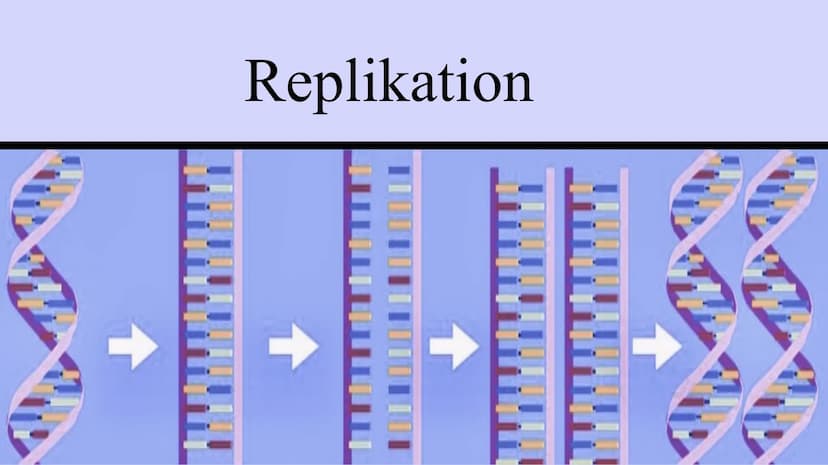 Genetik
XXX
X Feinbau Chromosomen  MAN
2 Einzelstränge: DNA Doppelhelix Seil: abwechselnd
Phosphorsäure,
Zuckerbaustein
Base
Bestandteile DN