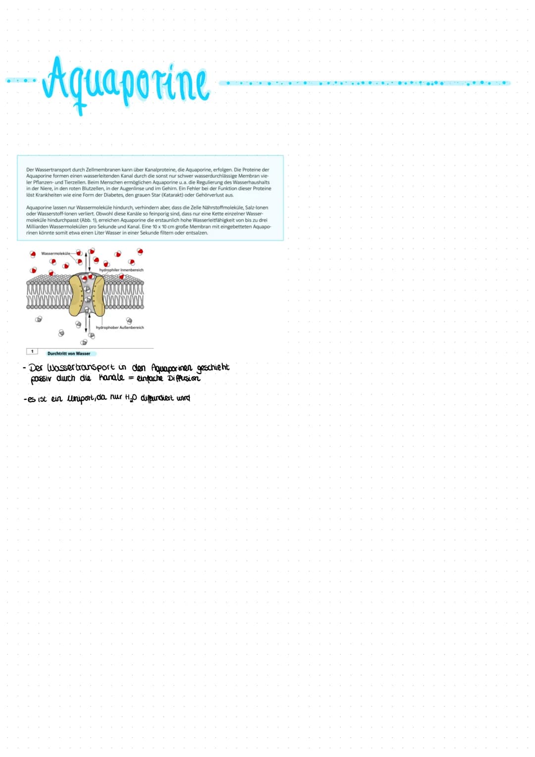 Aquaporine
Der Wassertransport durch Zellmembranen kann über Kanalproteine, die Aquaporine, erfolgen. Die Proteine der
Aquaporine formen ein