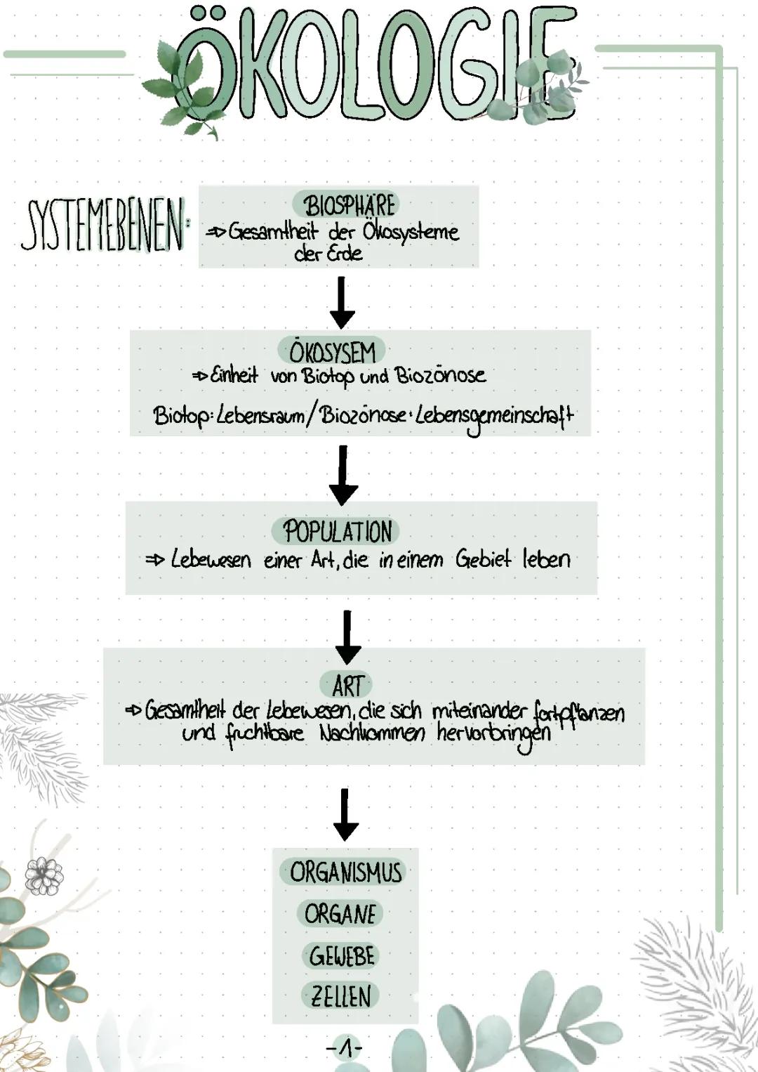 Ökologie für Kinder erklärt: Von der Zelle zur Biosphäre