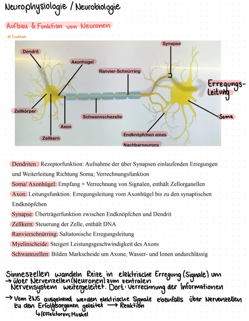 Neurophysiologie/
Neurobiologie Neurophysiologie / Neurobiologie
Aufbau & Funktion von Neuronen
*Funktion
Dendrit
Zellkörper
Zellkern
Axon
A