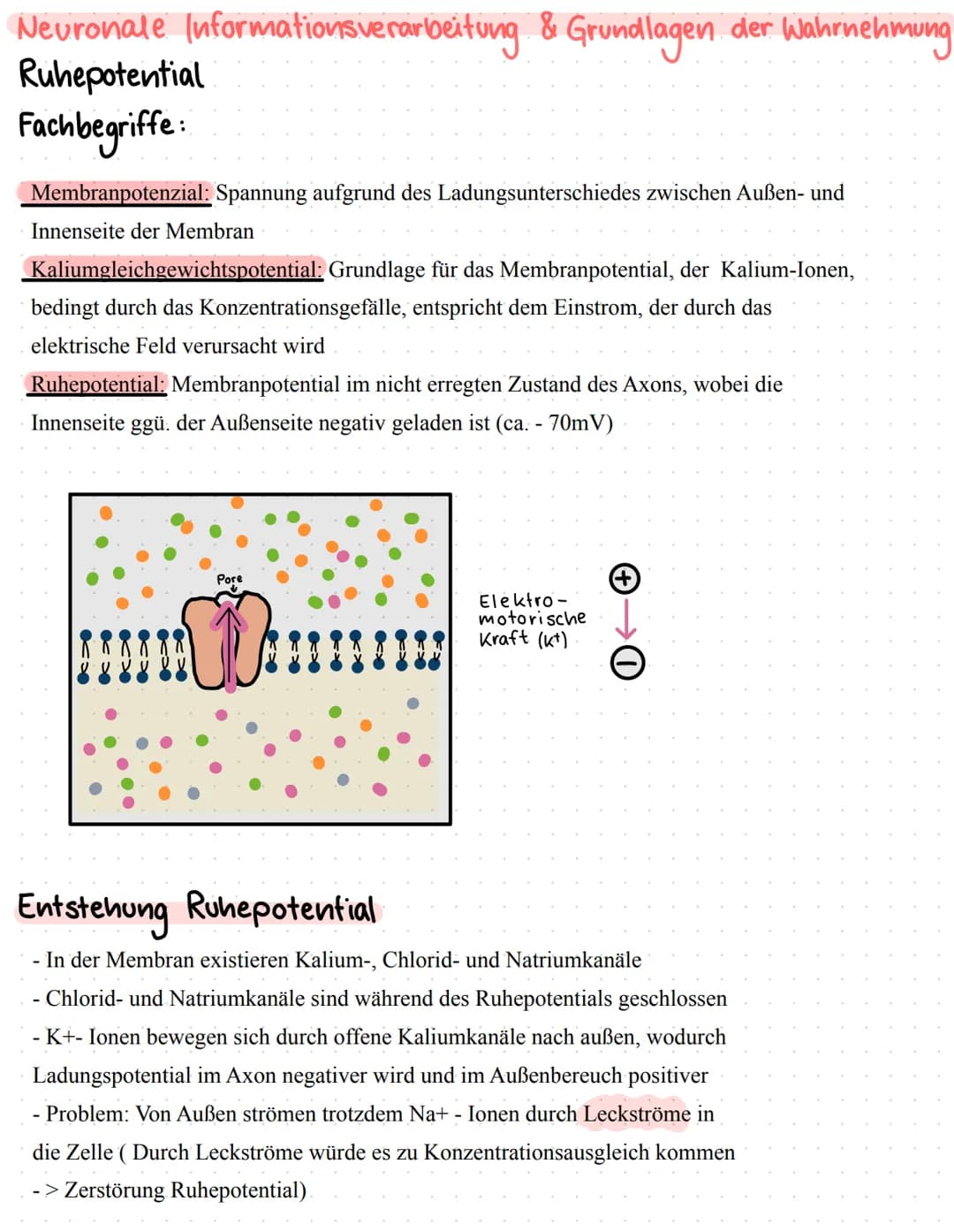Neurophysiologie/
Neurobiologie Neurophysiologie / Neurobiologie
Aufbau & Funktion von Neuronen
*Funktion
Dendrit
Zellkörper
Zellkern
Axon
A