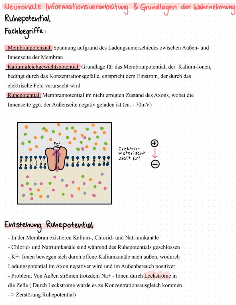 Neurophysiologie/
Neurobiologie Neurophysiologie / Neurobiologie
Aufbau & Funktion von Neuronen
*Funktion
Dendrit
Zellkörper
Zellkern
Axon
A