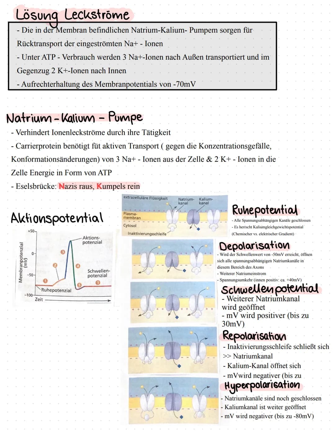 Neurophysiologie/
Neurobiologie Neurophysiologie / Neurobiologie
Aufbau & Funktion von Neuronen
*Funktion
Dendrit
Zellkörper
Zellkern
Axon
A