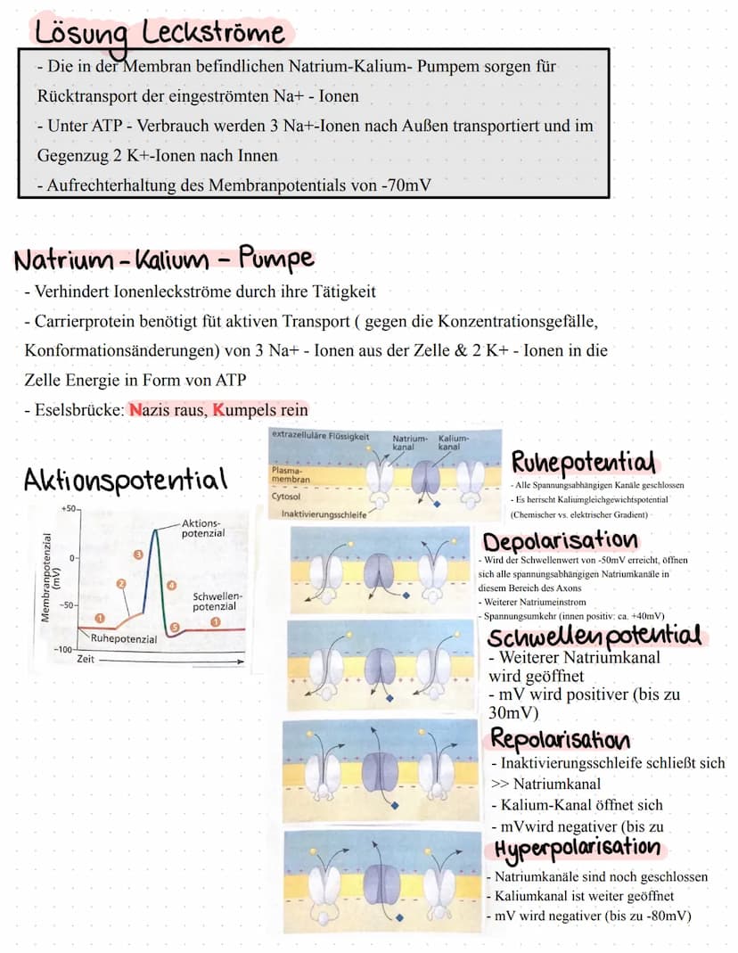 Neurophysiologie/
Neurobiologie Neurophysiologie / Neurobiologie
Aufbau & Funktion von Neuronen
*Funktion
Dendrit
Zellkörper
Zellkern
Axon
A