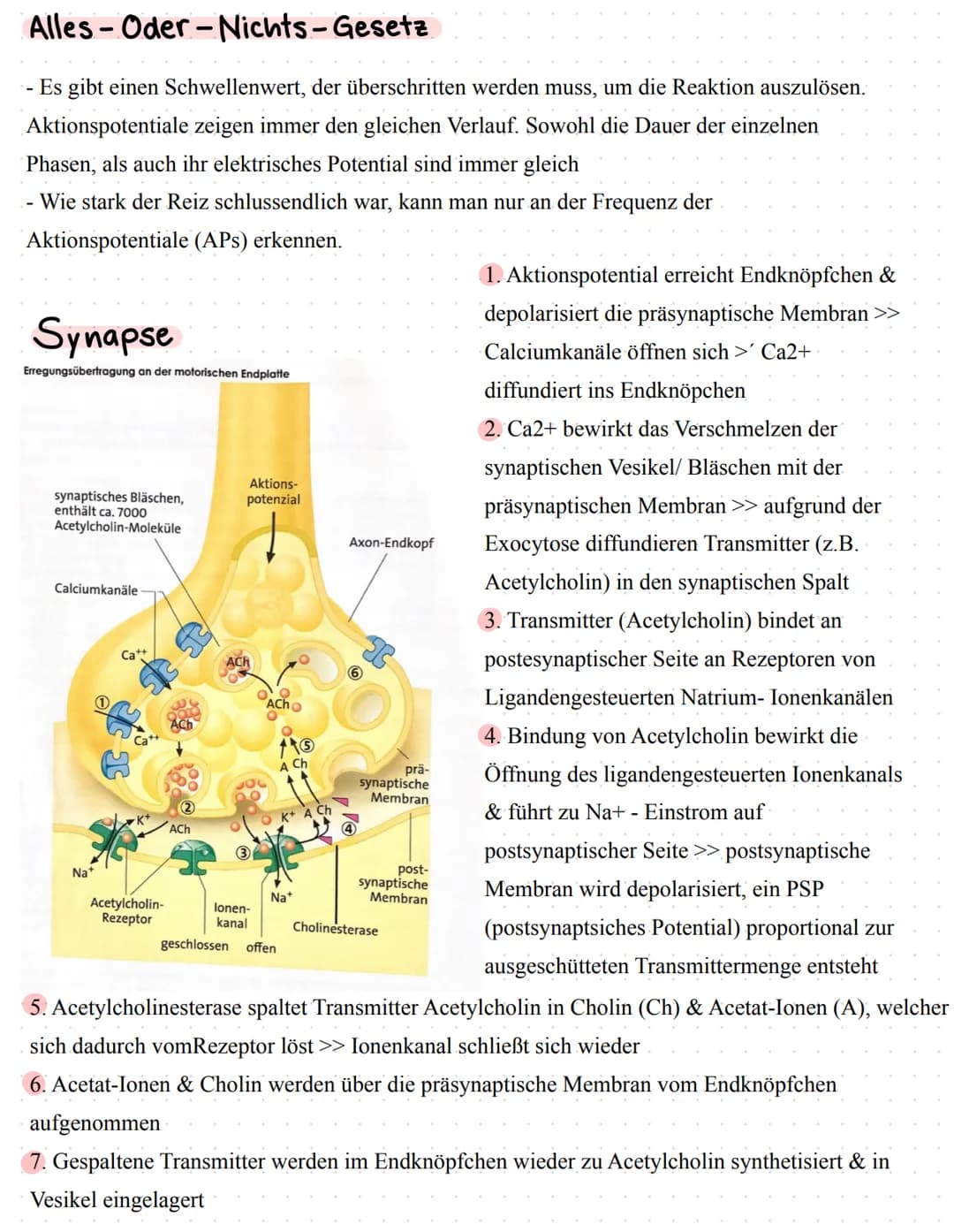 Neurophysiologie/
Neurobiologie Neurophysiologie / Neurobiologie
Aufbau & Funktion von Neuronen
*Funktion
Dendrit
Zellkörper
Zellkern
Axon
A
