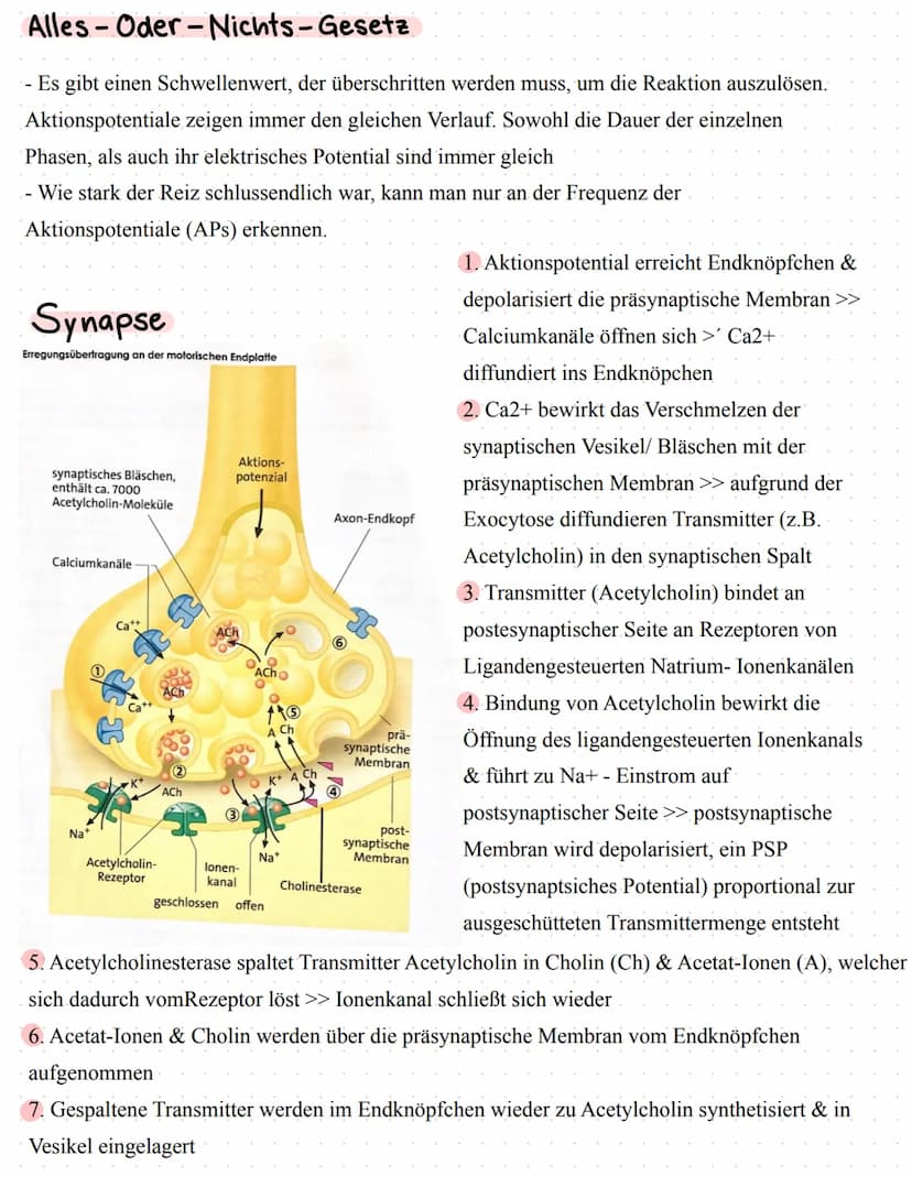 Neurophysiologie/
Neurobiologie Neurophysiologie / Neurobiologie
Aufbau & Funktion von Neuronen
*Funktion
Dendrit
Zellkörper
Zellkern
Axon
A