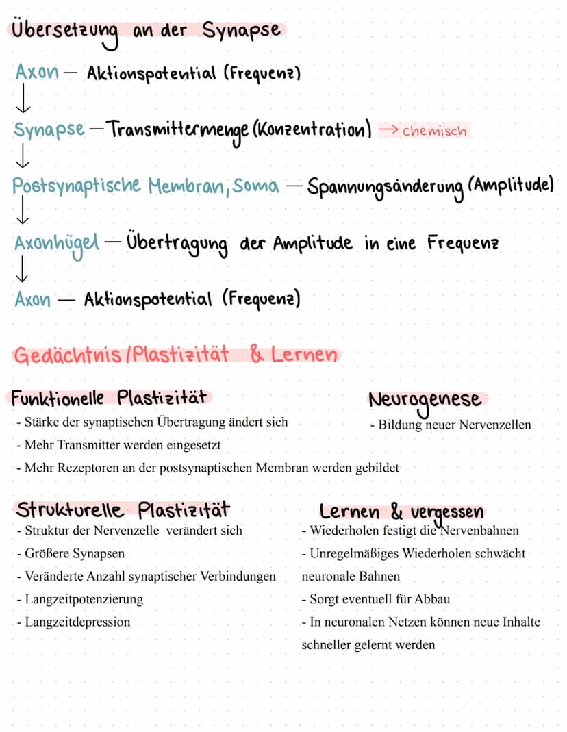 Neurophysiologie/
Neurobiologie Neurophysiologie / Neurobiologie
Aufbau & Funktion von Neuronen
*Funktion
Dendrit
Zellkörper
Zellkern
Axon
A