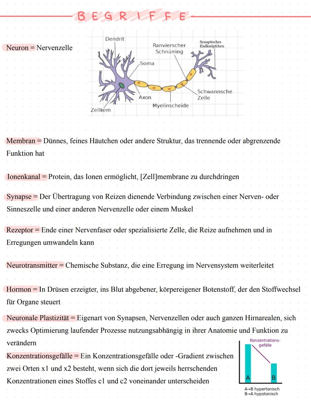Neurophysiologie/
Neurobiologie Neurophysiologie / Neurobiologie
Aufbau & Funktion von Neuronen
*Funktion
Dendrit
Zellkörper
Zellkern
Axon
A