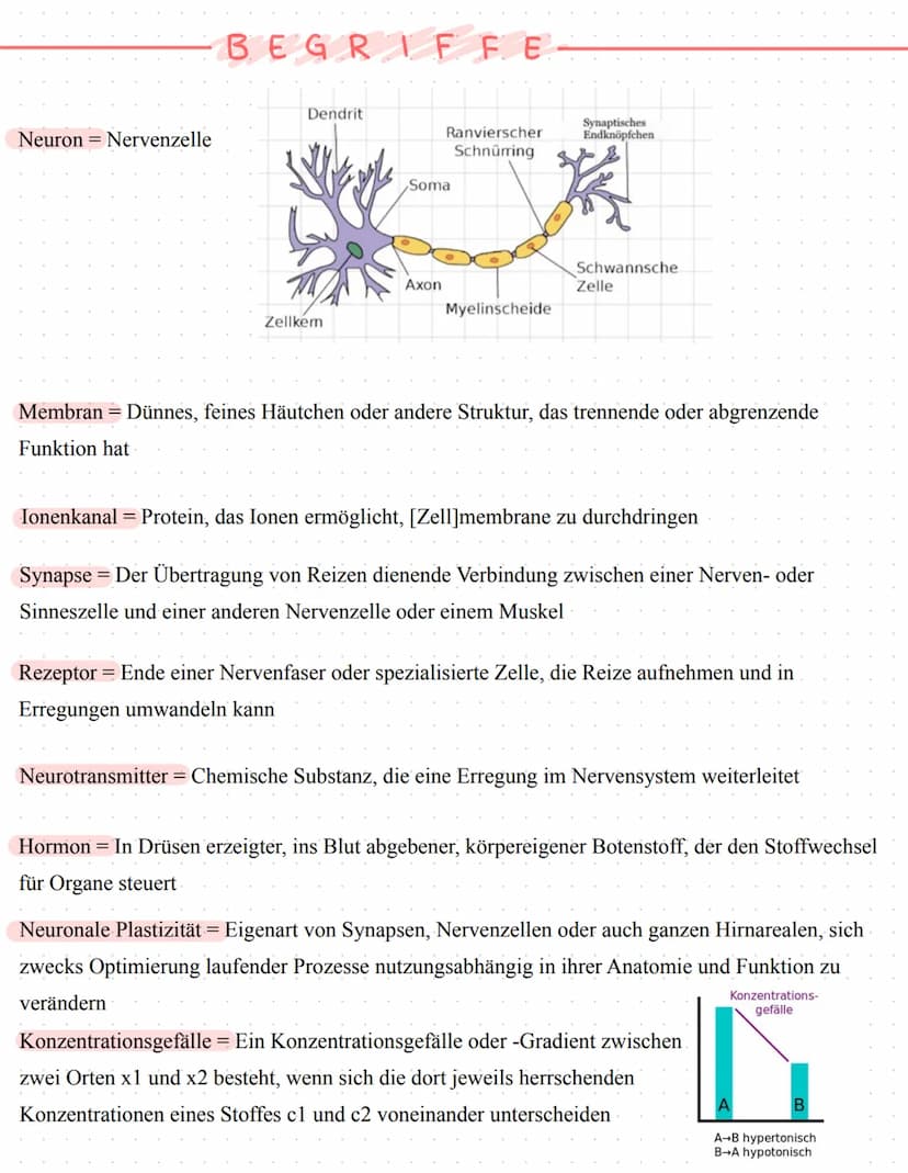 Neurophysiologie/
Neurobiologie Neurophysiologie / Neurobiologie
Aufbau & Funktion von Neuronen
*Funktion
Dendrit
Zellkörper
Zellkern
Axon
A