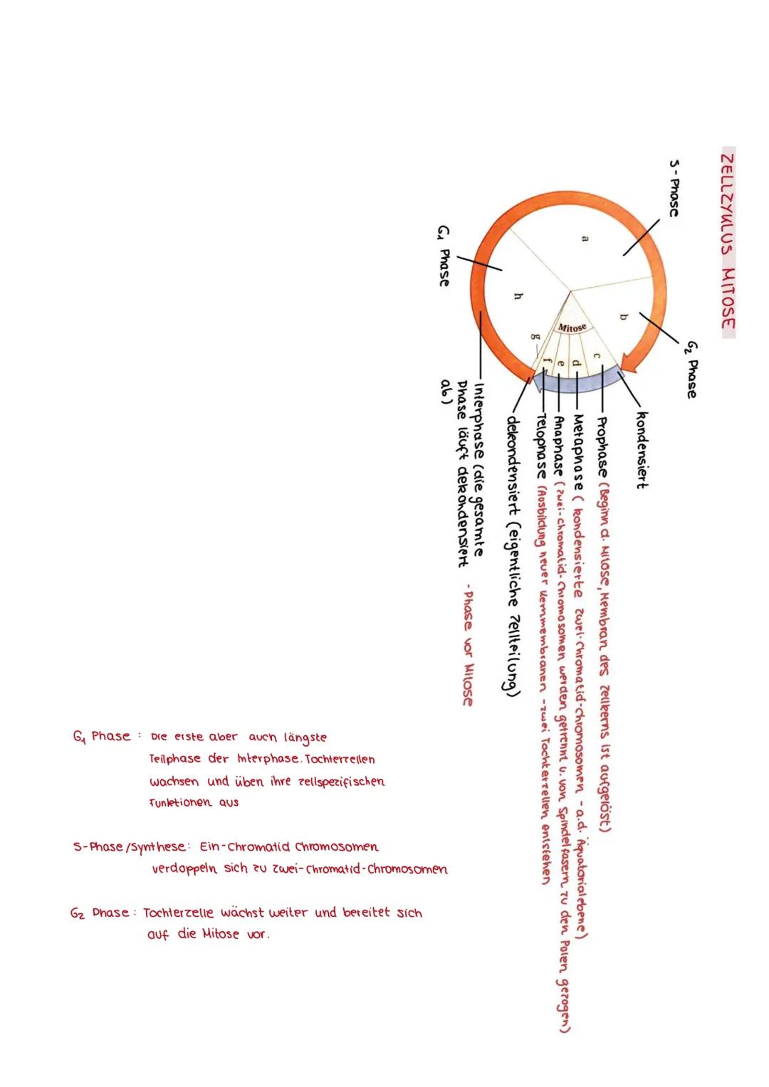 BIOLOGIE - GENETIK
с HROMOSOMEN
AUFBAU:
Querbanden.
9-Arme (länger).
· Telomer
·p-Arme (kürzer)
Centromer
-Spinclelfaseransatzstellen
FUNKTI
