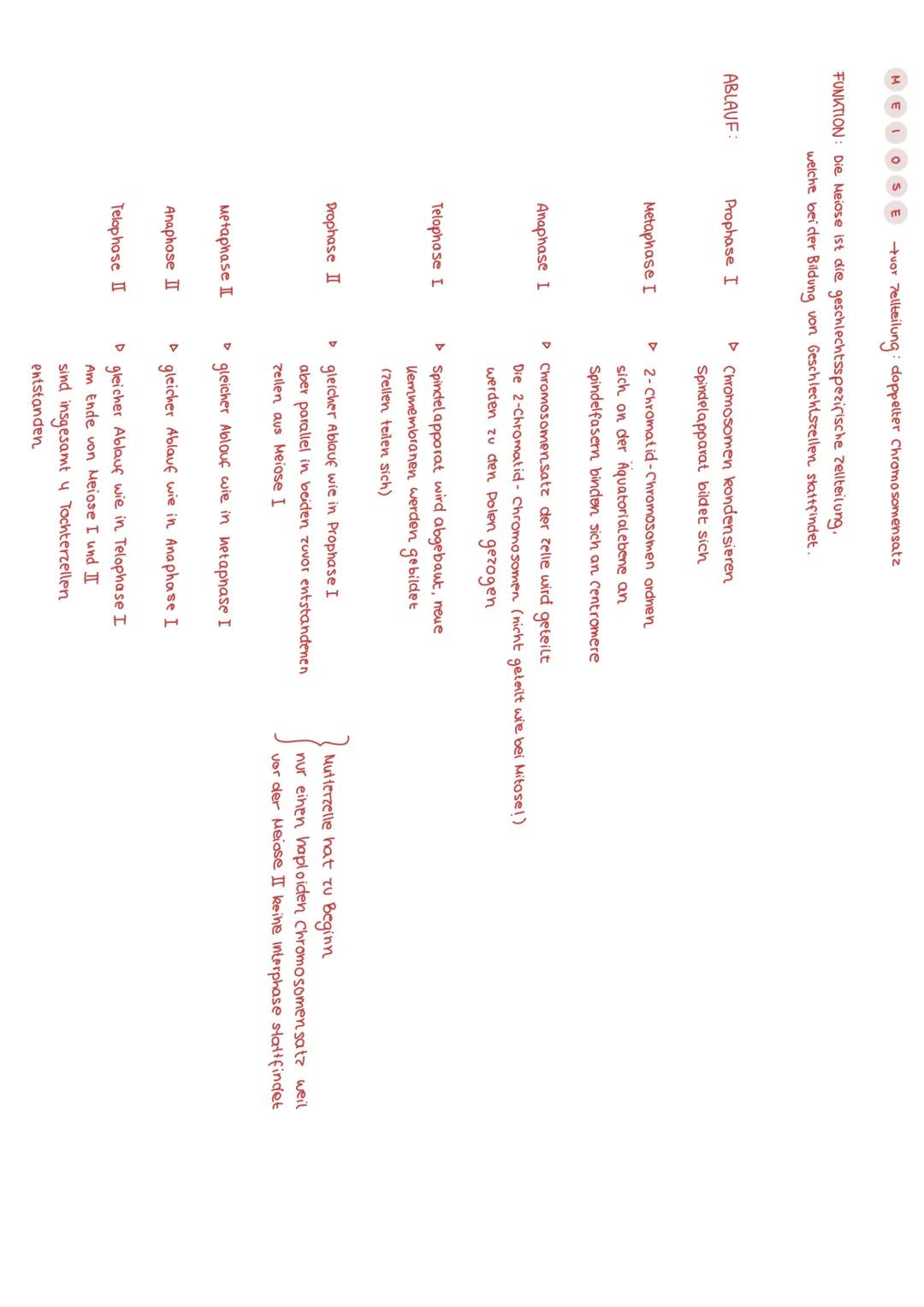 BIOLOGIE - GENETIK
с HROMOSOMEN
AUFBAU:
Querbanden.
9-Arme (länger).
· Telomer
·p-Arme (kürzer)
Centromer
-Spinclelfaseransatzstellen
FUNKTI