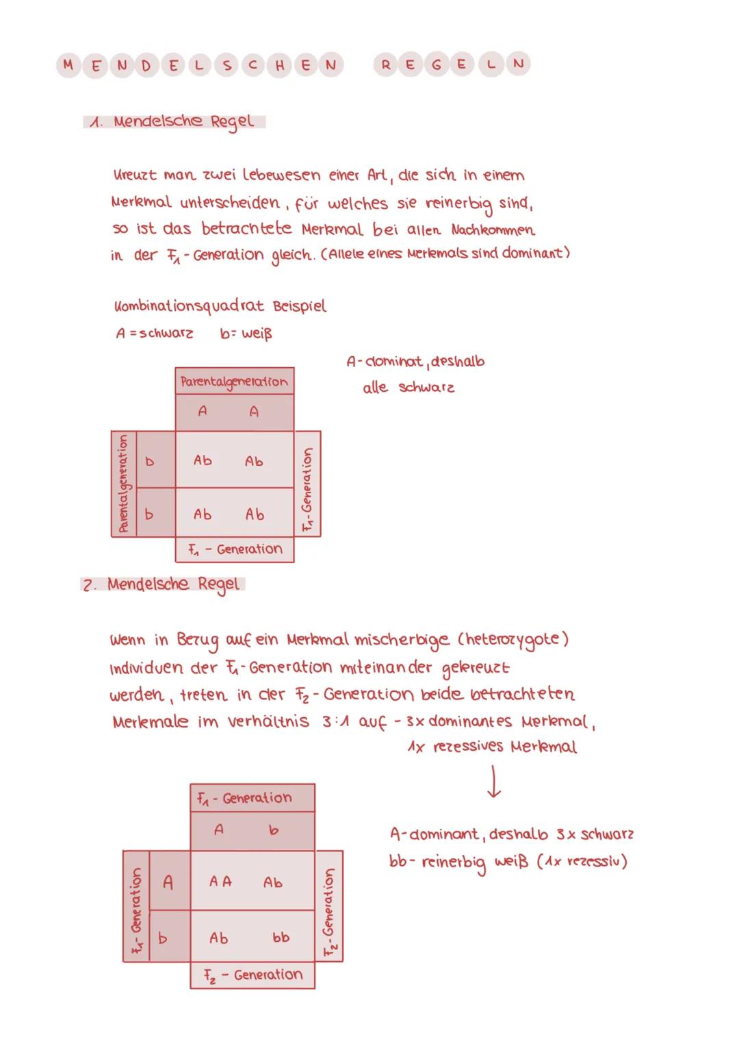 BIOLOGIE - GENETIK
с HROMOSOMEN
AUFBAU:
Querbanden.
9-Arme (länger).
· Telomer
·p-Arme (kürzer)
Centromer
-Spinclelfaseransatzstellen
FUNKTI
