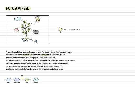 Know Fotosynthese und Zellatmung  thumbnail