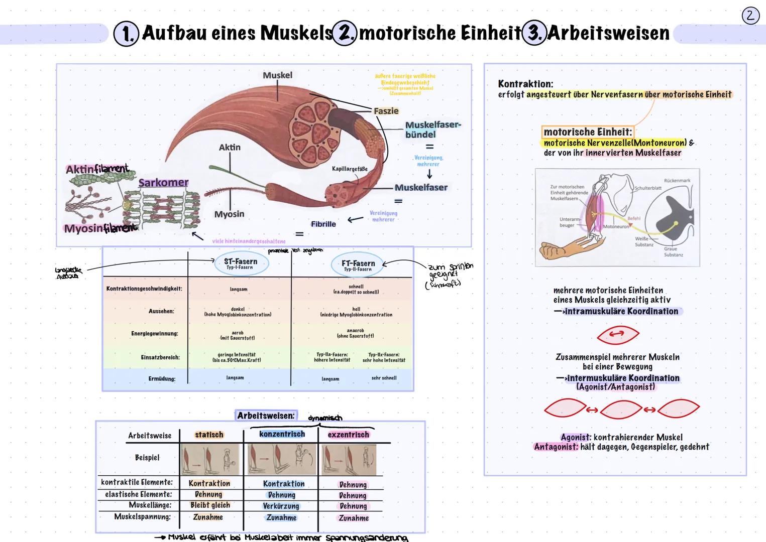 # 1. Aufbau eines Muskels 2. motorische Einheit 3. Arbeitsweisen

Muskel

äußere faserige weißliche
Bindegewebeşahlaht
Jumhuilt gesamten Mus