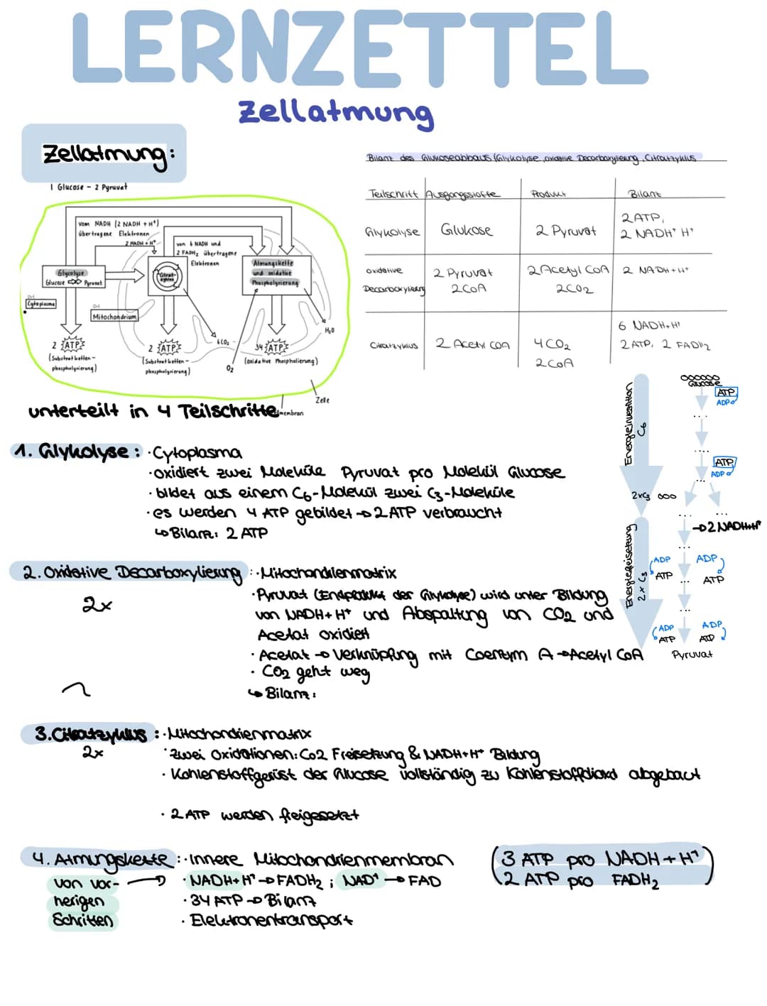 LERNZETTEL
Zellatmung
Zellatmung:
1 Glucose - 2 Pyruvat
Cytoplasma
vom NADH (2 NADH+H*)
übertragene Elektronen
2 NADH+H
Glycolyse
Glucase Py